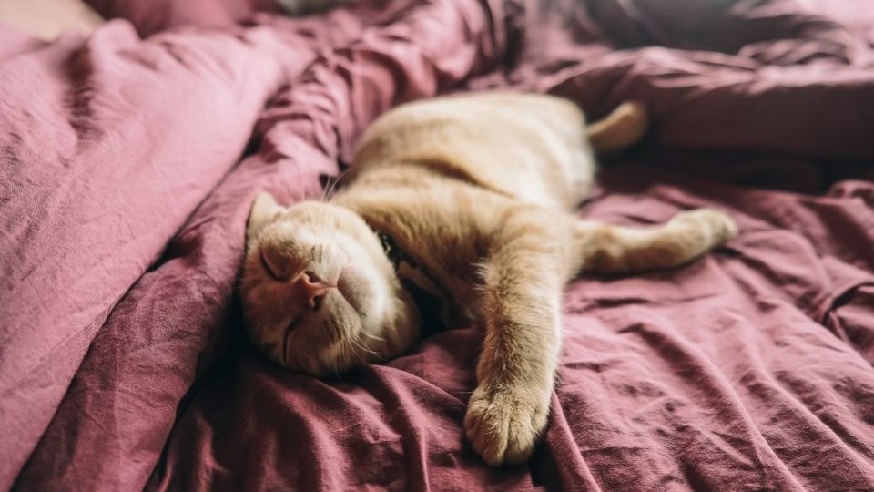 Sleeping cat bad habits that can be good