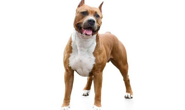 American staffordshire terrier - what are emotional support dogs?