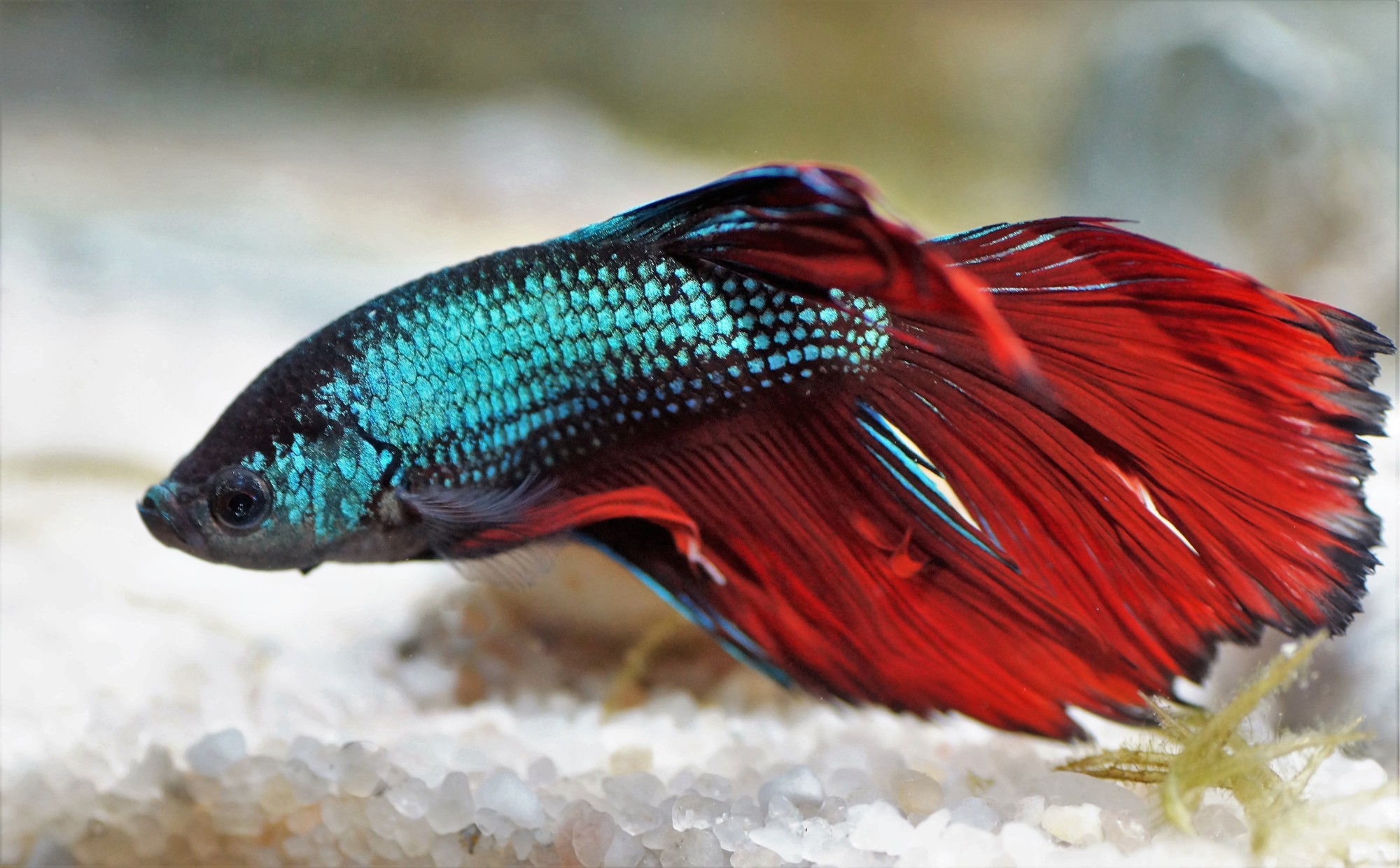 11 Of The Best Freshwater Aquarium Fish That Are Perfect For Your Tank 