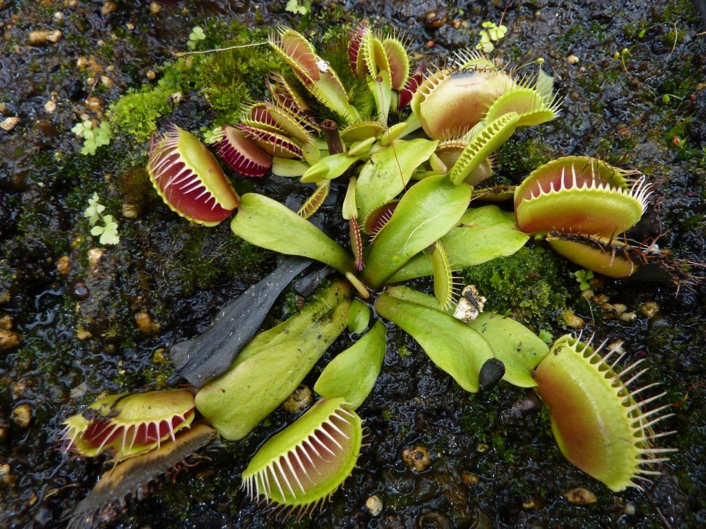 10-totally-weird-and-utterly-fascinating-insectivorous-plants-trending-us