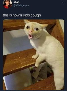 Cat coughing meme