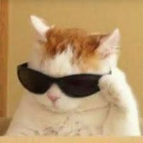 Cat with sunglasses