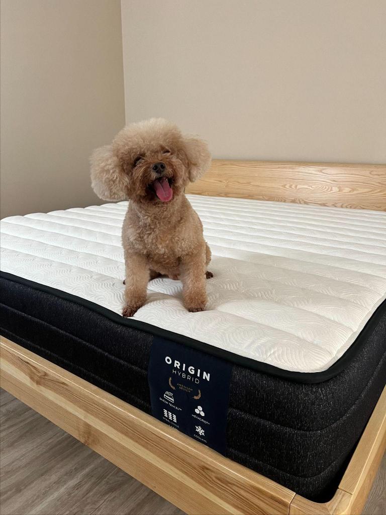 Bella on the mattress