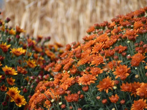 Choose flowers for different occasions