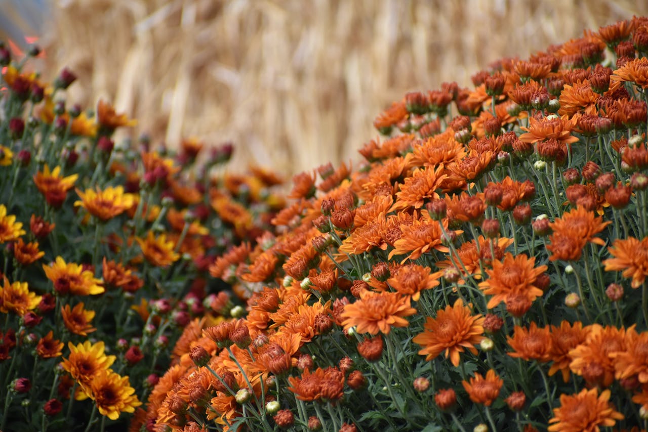 Choose flowers for different occasions