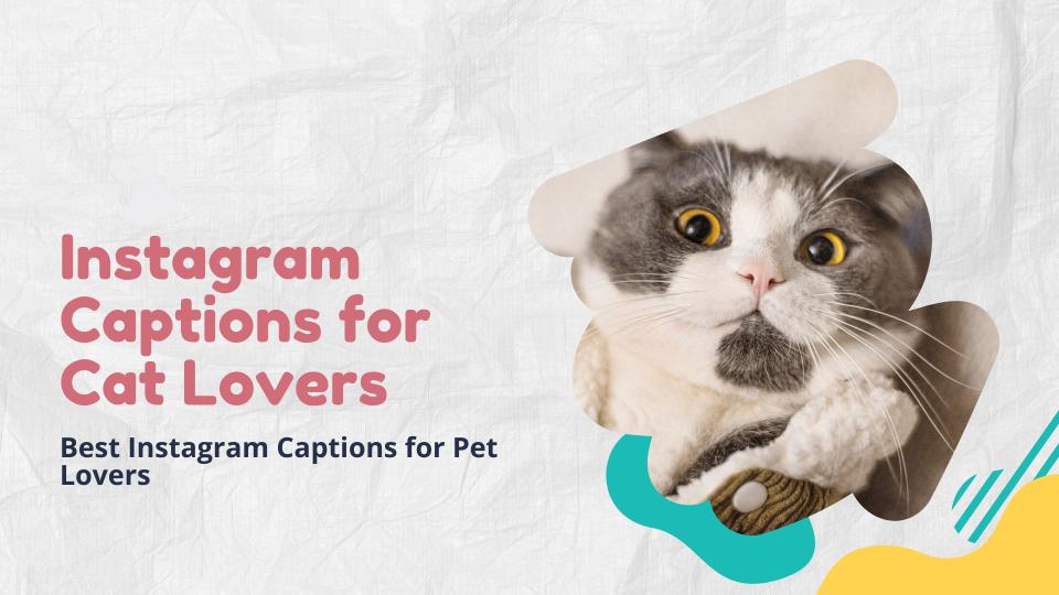 Instagram Captions For Cat Lovers