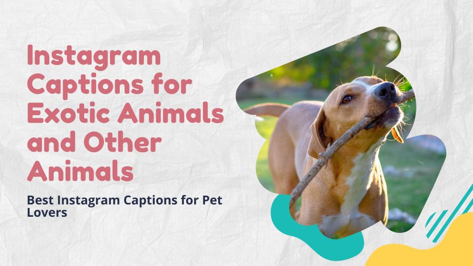 Instagram Captions For Exotic Animals And Other Animals