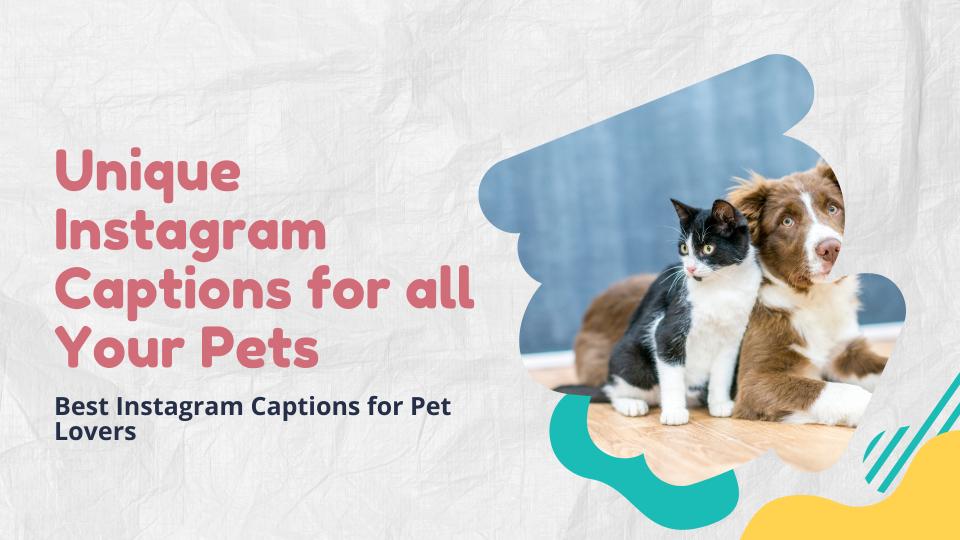 Unique Instagram Captions For All Your Pets